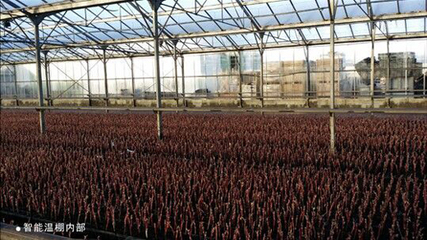 【中葡網(wǎng)微招商】脫毒葡萄苗木與先進釀酒設(shè)備——助力現(xiàn)代葡萄酒產(chǎn)業(yè)發(fā)展